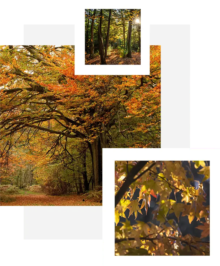 bosco image Piano di Gestione Forestale