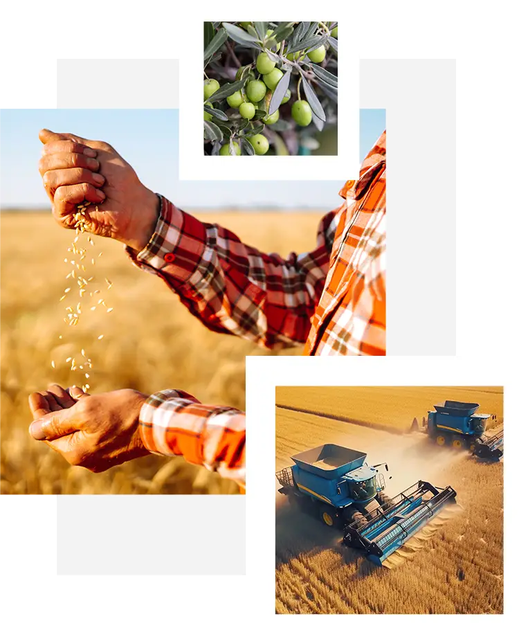 nuove image Progettazione delle attività e degli investimenti per l’avviamento dell’azienda agricola