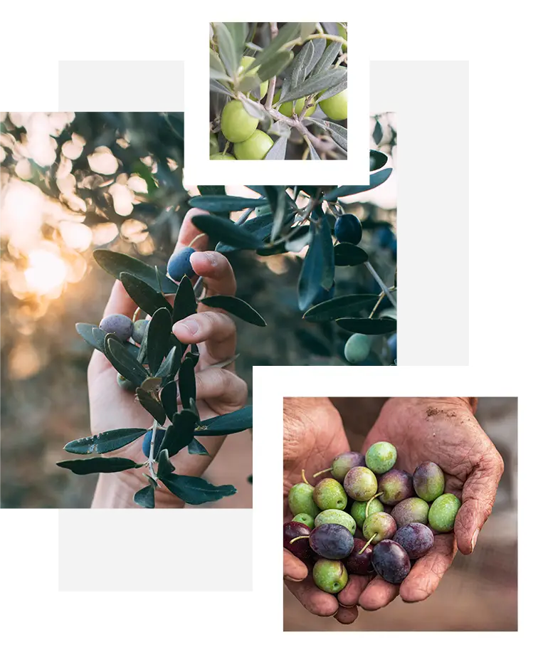 oliveto image Consulenza realizzazione nuovi oliveti e recupero abbandonati